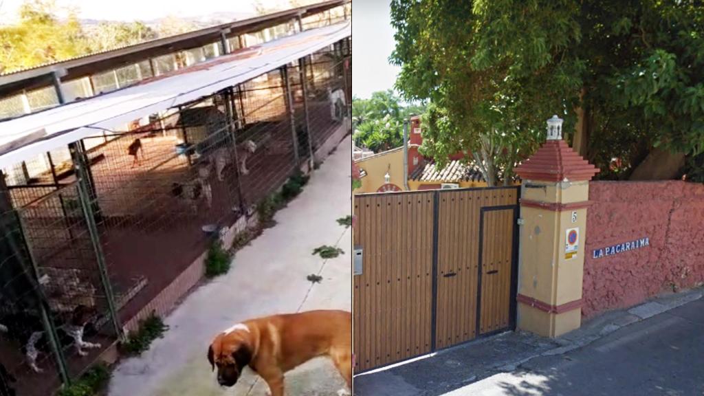 Angela vivía con más de un centenar de perros.