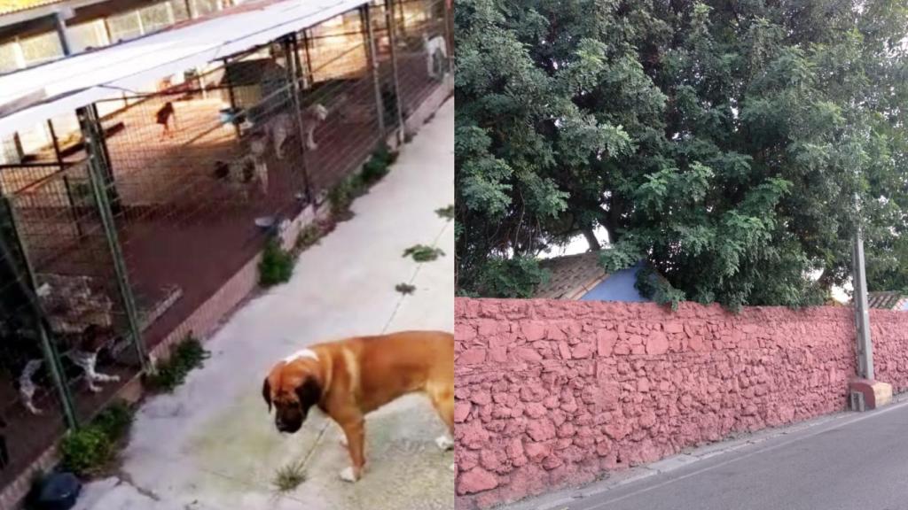 A la izquierda, los perros en la actualidad. Son de razas muy distintas. A la derecha, los bungalós en los que residían cuando su dueña continuaba viva.