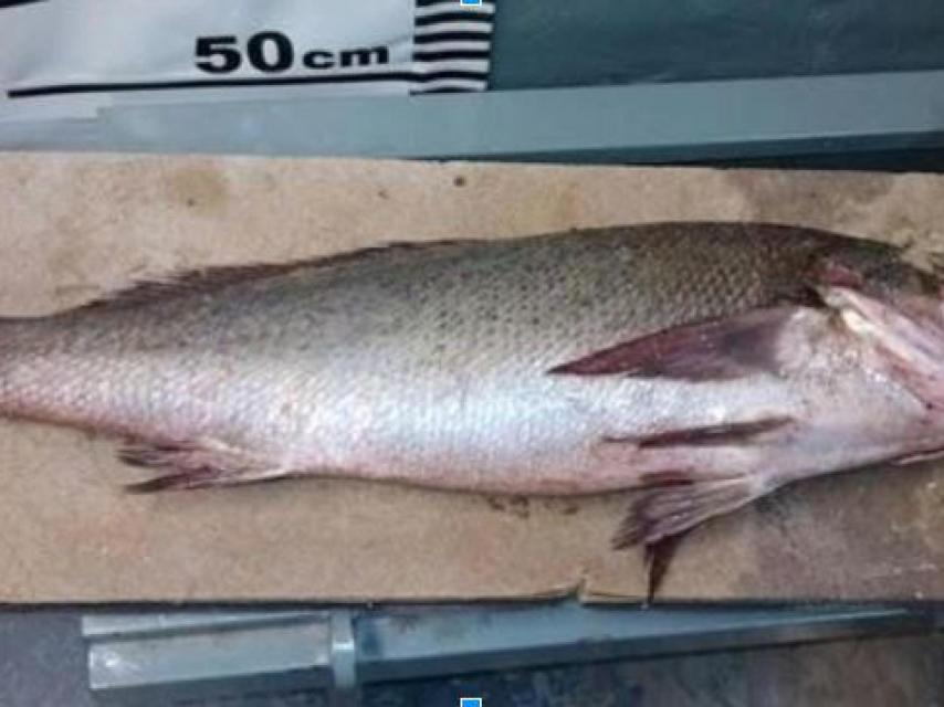 La Totoaba puede alcanzar los 2 metros de longitud y 100 kilogramos de peso.