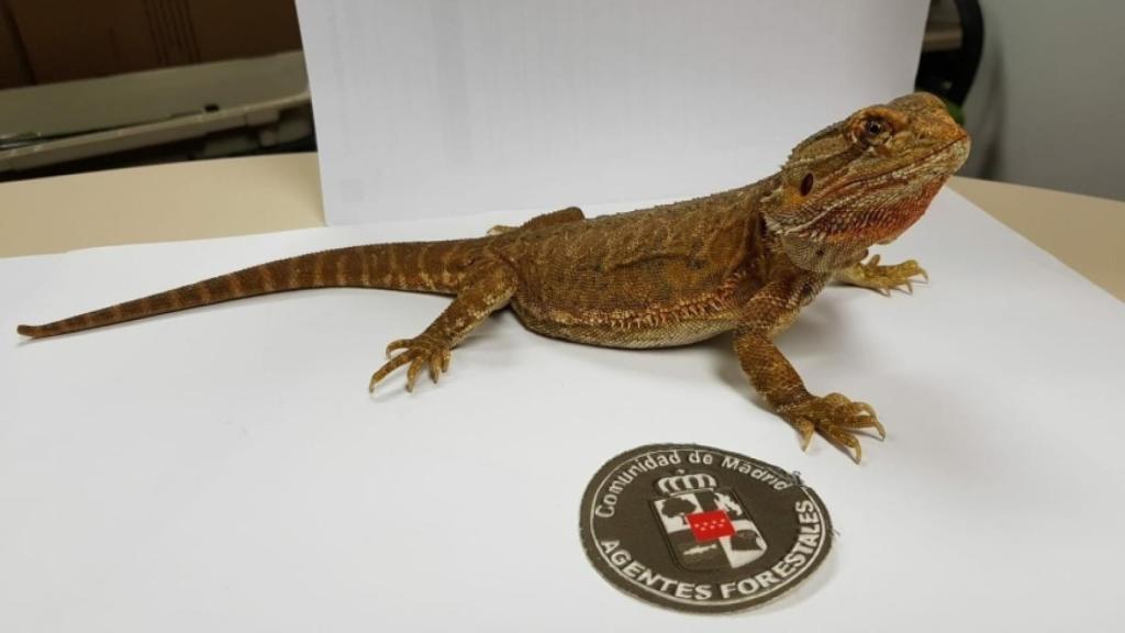 El dragón barbudo australiano, tras ser recogido del jardín de un chalet de Guadarrama (Madrid)