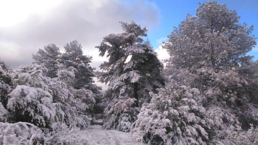 Nieve caída en las últimas horas en la Serranía de Cuenca. Foto: Diputación de Cuenca