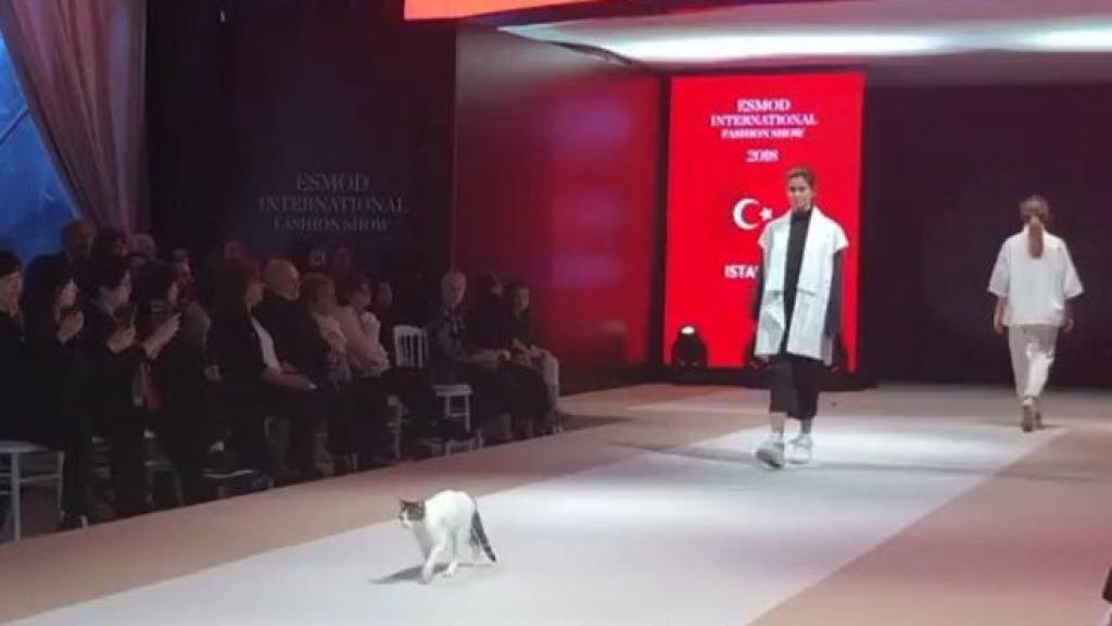 Un gato se cuela en una pasarela