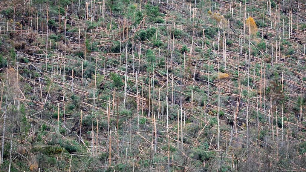Decenas de árboles caídos a causa del temporal.