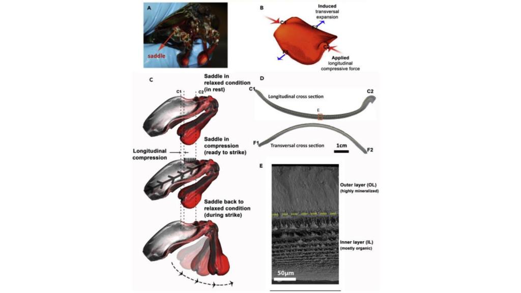 Descripción del mecanismo de los antebrazos de la gamba mantis.