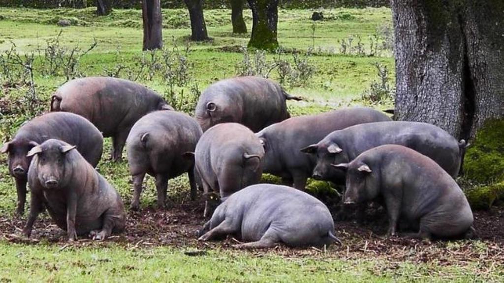 Piara de cerdos en una finca extremeña.