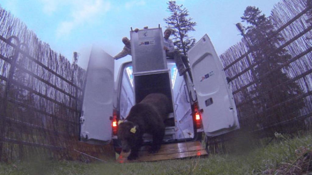 Goiat llegando a Lleida desde una reserva e caza eslovena en 2016