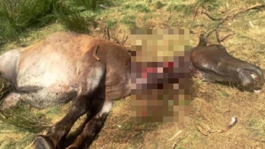 Una de las víctimas de Goiat, tiene un comportamiento muy agresivo y mata a todo tipo de animales