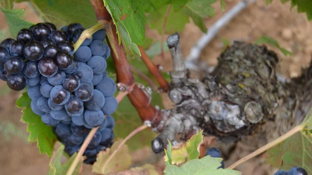 Uva de los viñedos de Bodegas Matarromera en Valladolid.