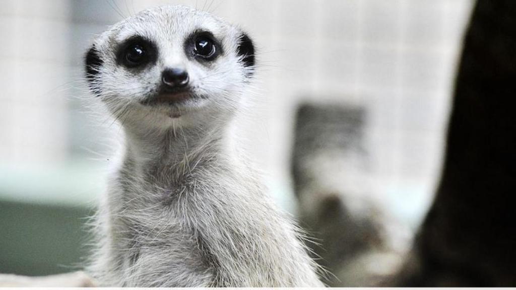 Un ejemplar de suricato observa a los visitantes del zoo