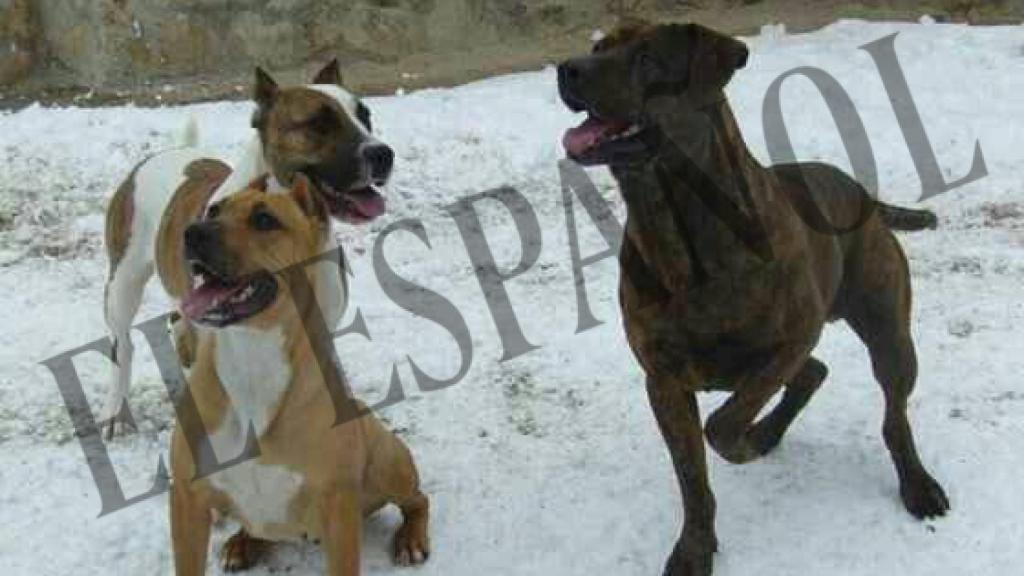 Varios de los perros de la familia afectada por la tragedia.