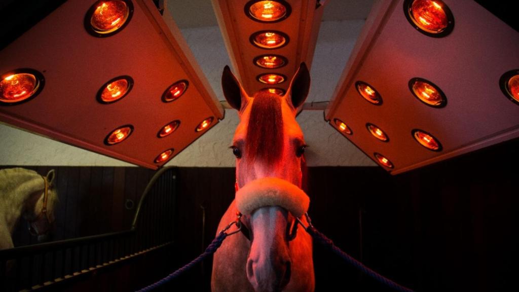 El campeón del mundo, Yucatán de Ramos, expuesto al secado mediante infrarrojos.