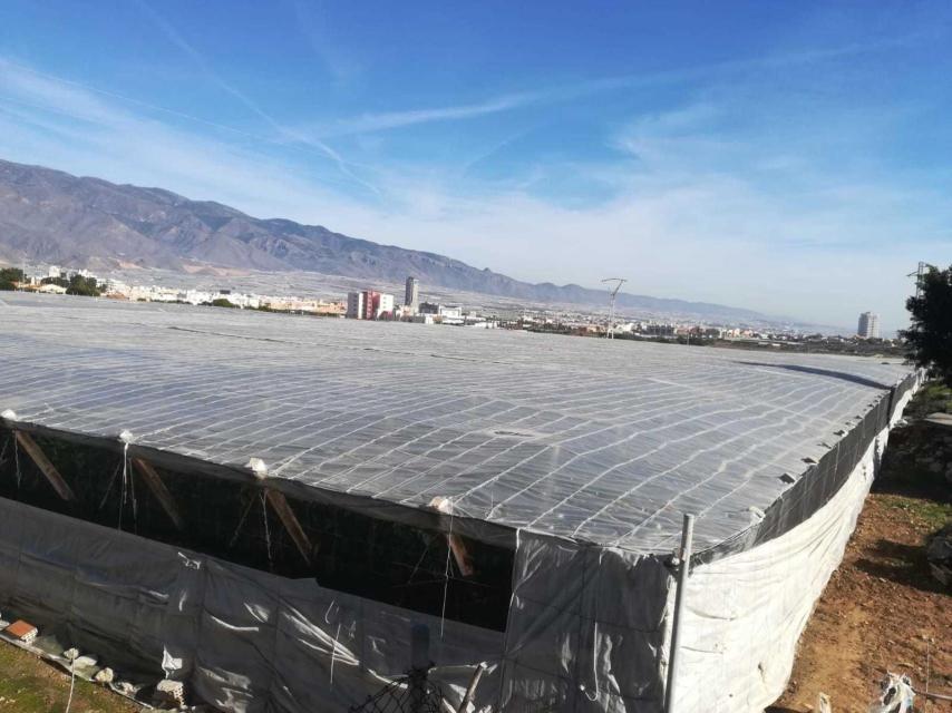 Miles de hectáreas de invernaderos rodean El Ejido, donde Vox fue la lista más votada el pasado domingo.