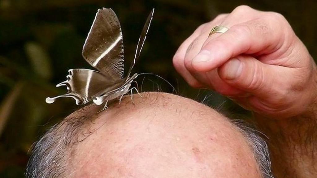 Este es el último descubrimiento contra la calvicie