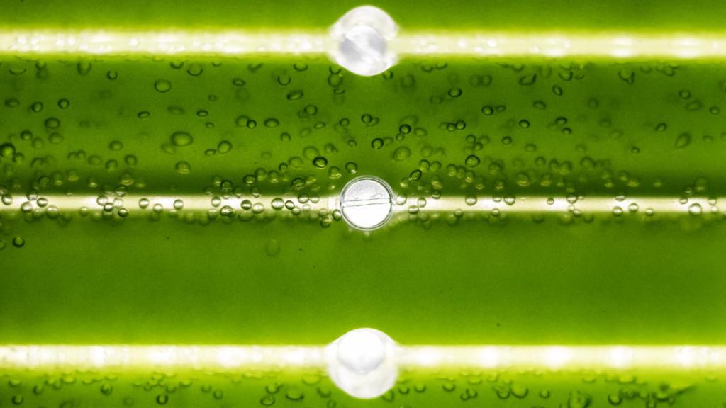 Nuevos piensos para la acuicultura basados en las propiedades de las microalgas