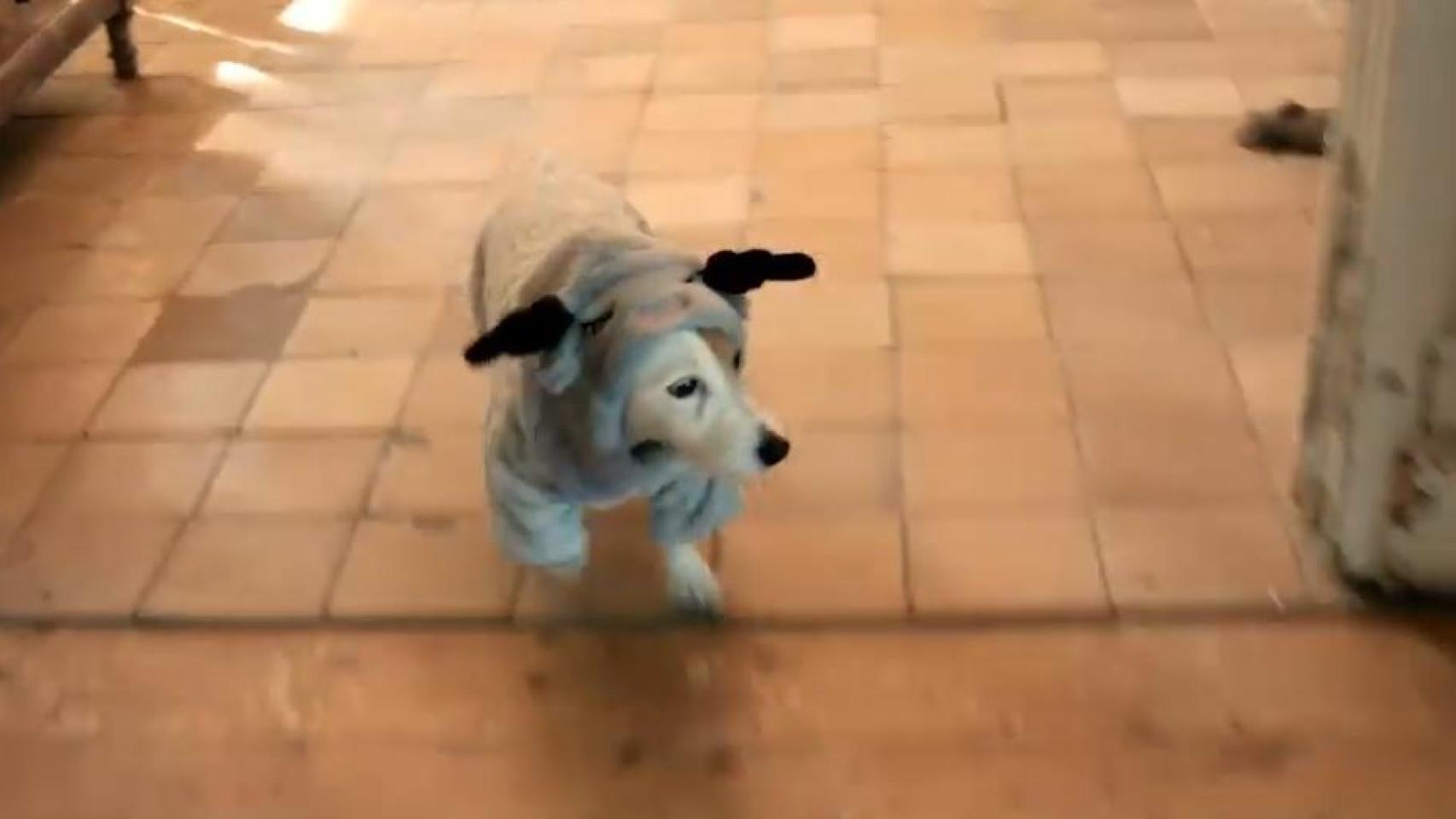 Dormir igual que tu perrito