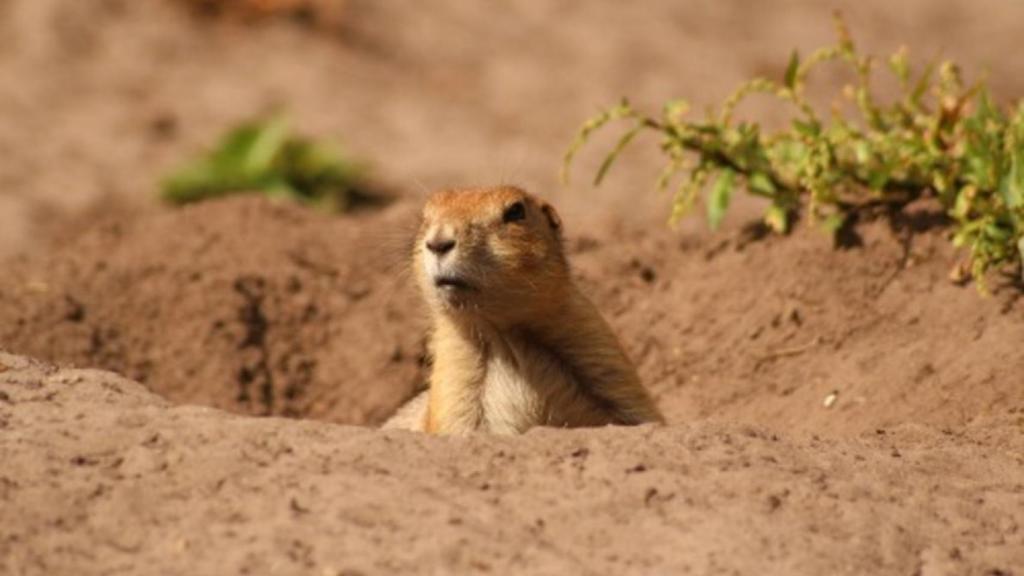 refugio_perro_pradera_trinchera