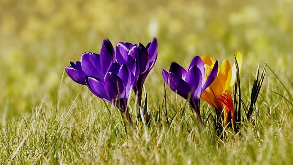 flores_prado_primavera