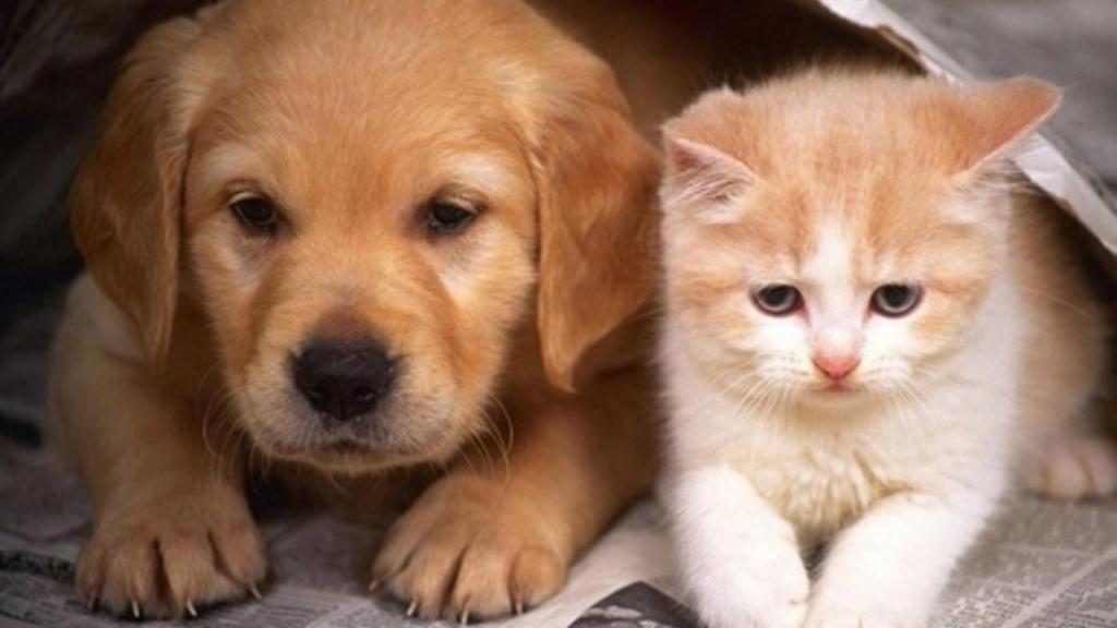 Una startup lleva el negocio de las igualas a las mascotas domésticas