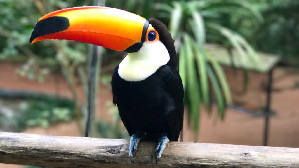 El Parque Nacional de Iguazú es un entorno privilegiado para la fauna y la flora.