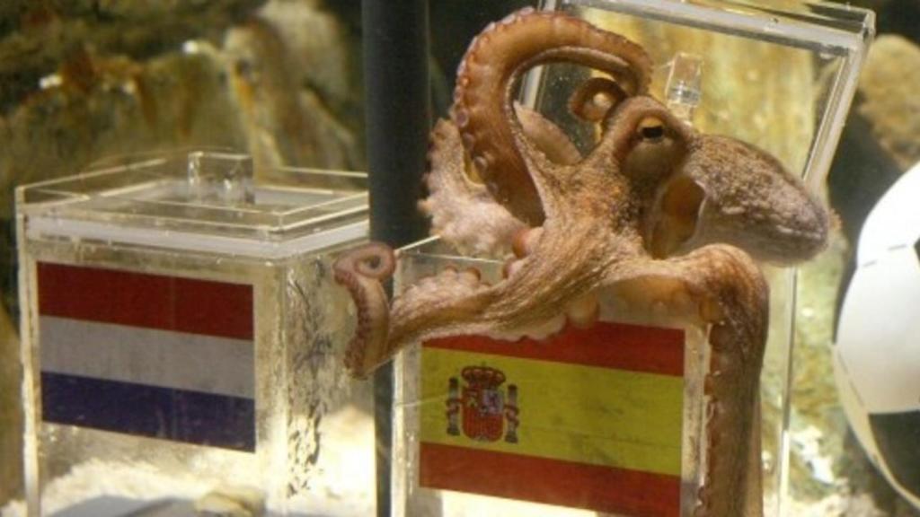 pulpo_paul_goldman_eurocopa_espana_08_06_16