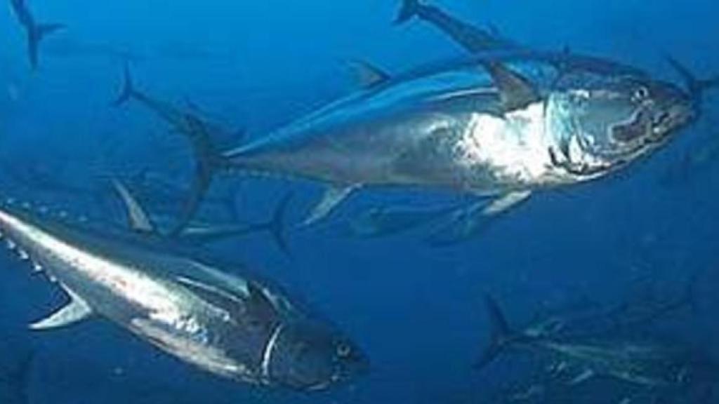 Grupo Calvo cierra la fábrica de Esteiro e integra toda su actividad en Carballo (A Coruña)