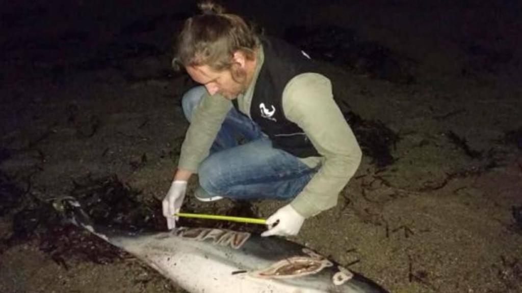 Un miembro de Equinac examina las heridas del animal