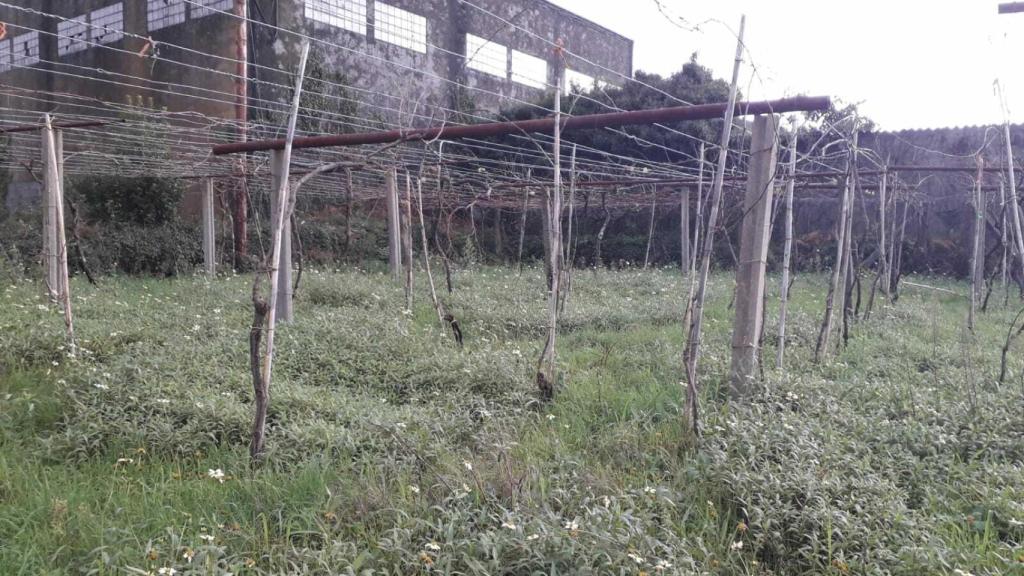 Vista de la nave industrial de Asados desde su parte trasera.