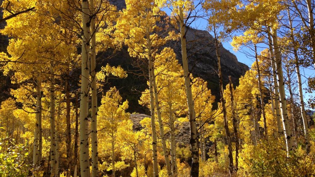 Pregunta de Trivial: ¿cuál es el ser vivo más grande? No, no es la ballena azul