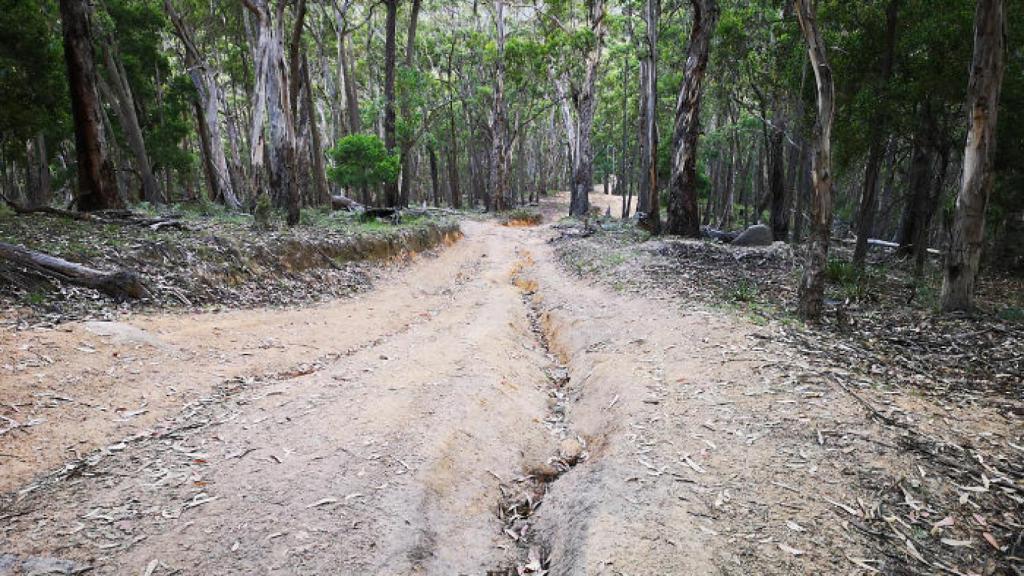 El camino le llevó directo a las Montañas Azules.