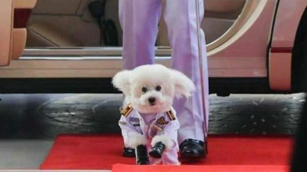 Foo Foo luciendo uniforme militar en un evento.