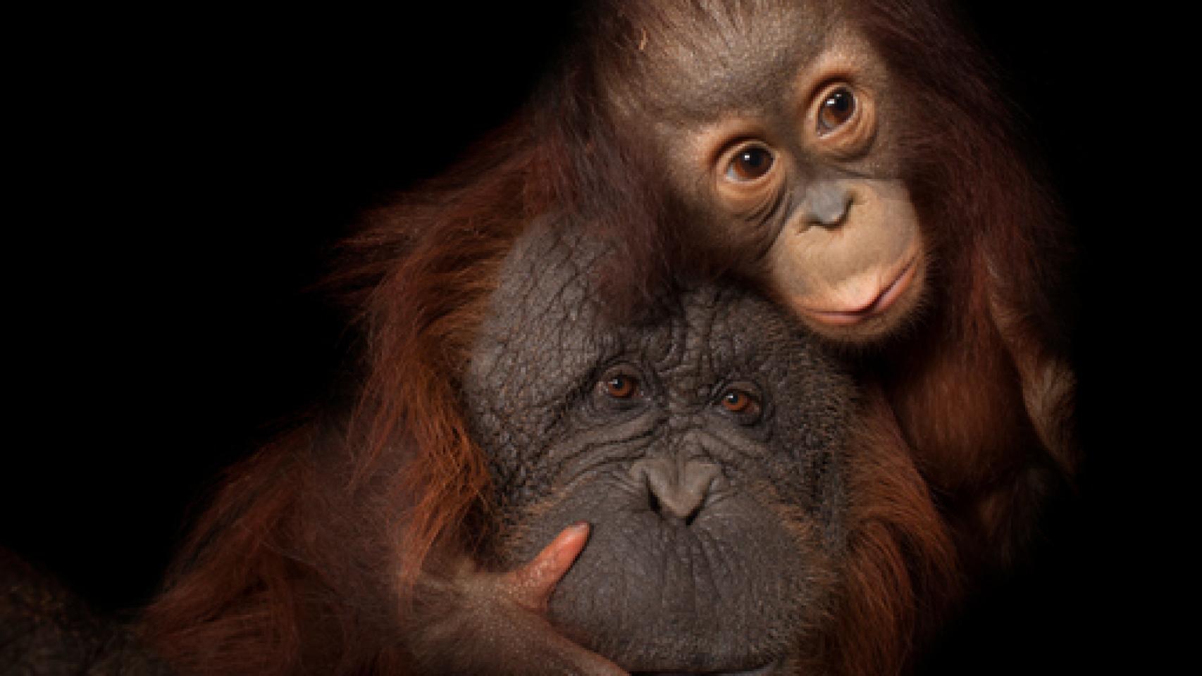 Image: Viaje a la naturaleza perdida