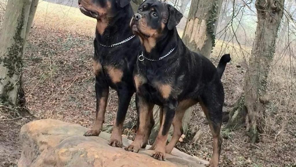 Dos perros de raza rottweiler.
