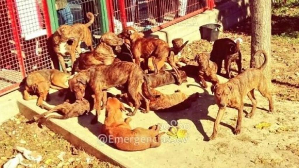 Imagen de los canes abandonados en el parque andaluz.