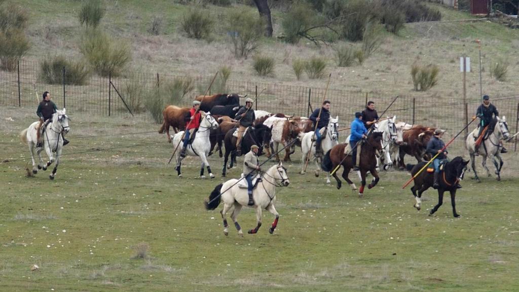 encierro caballo ciudad rodrigo 6