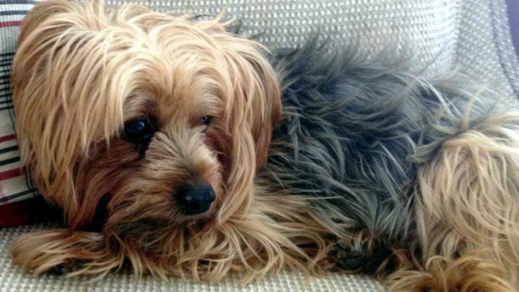 Un perro de la raza yorkshire, la misma que el animal que sufrió la agresión.