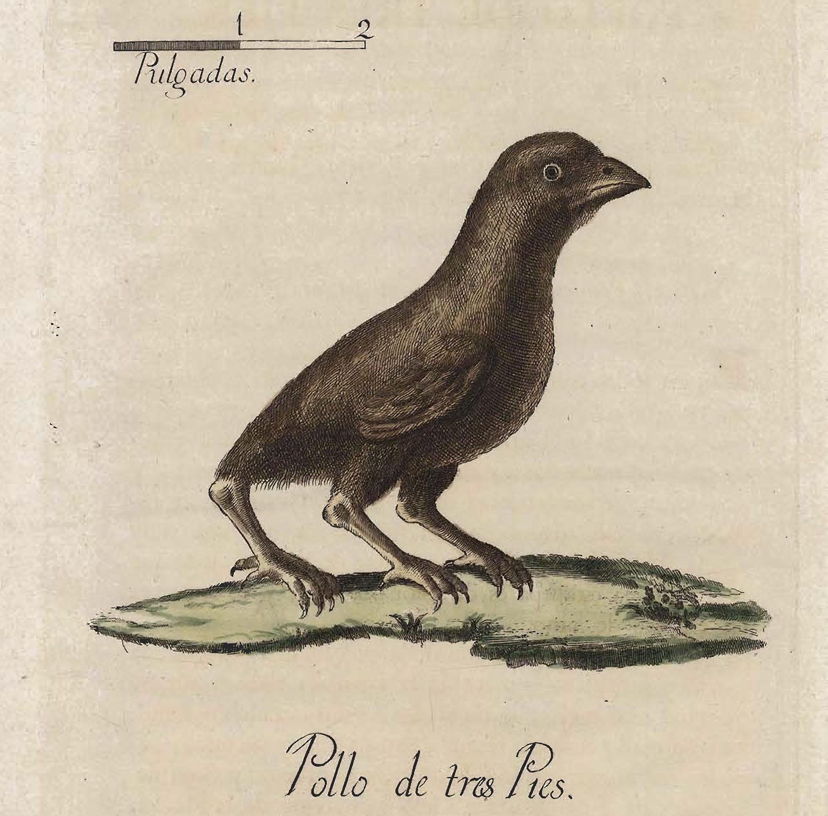 'Pollo de tres pies'. Ilustración recogida en 'Colección de láminas que representan a los animales y monstruos del Real Gabinete de Historia Natural de Madrid', obra de Juan Bautista Bru de Ramón (1784).
