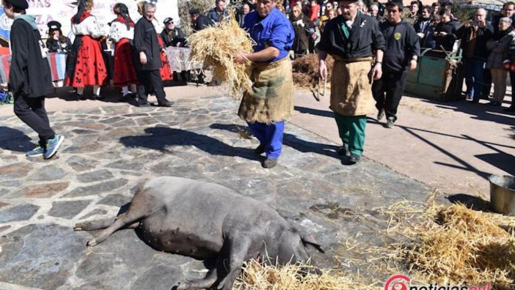 matanza cofradias 2018 guijuelo (56)