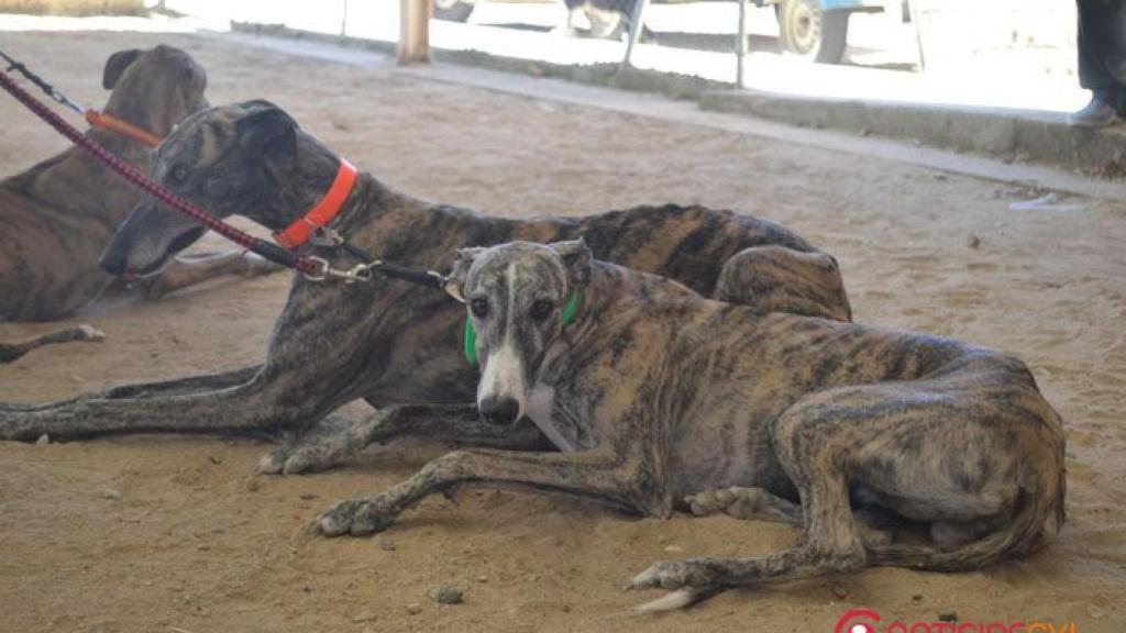 zamora galgos (8)