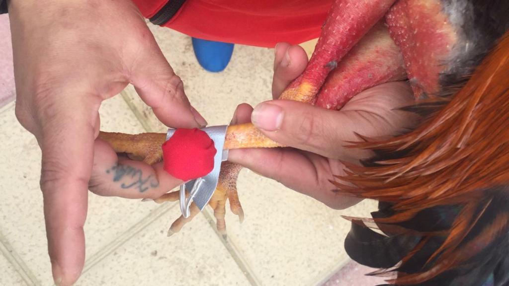 Antonio Santiago enseña las protecciones que hay que ponerle a los gallos