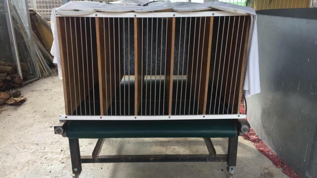 Cintas para que corran varios gallos