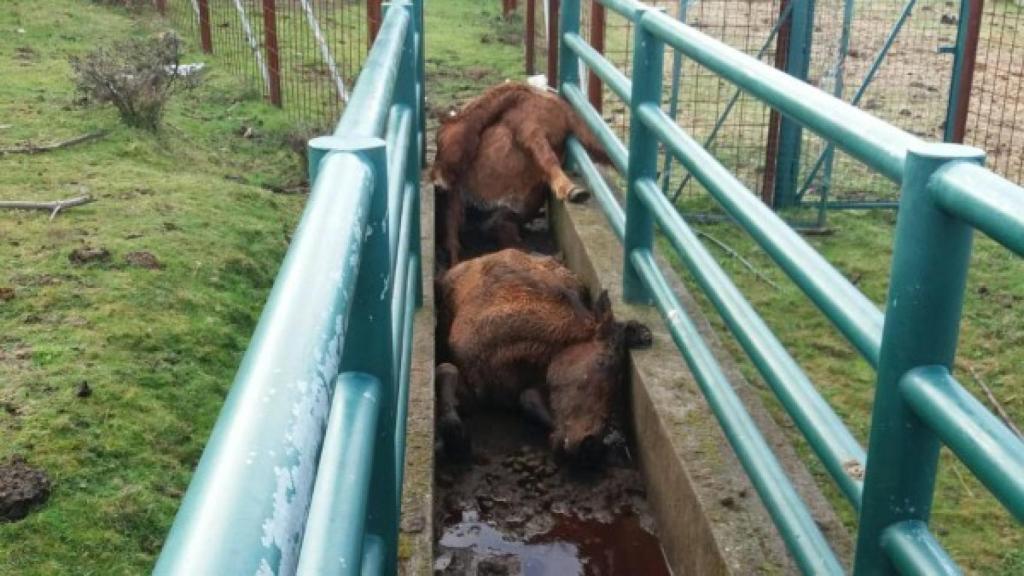 Imagen de los caballos muertos en Oia