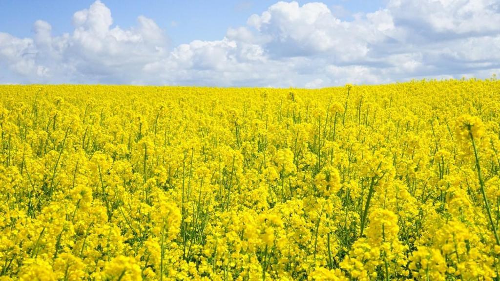 Campo de cultivo de colza