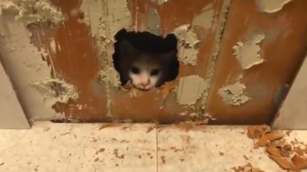 Bingo a punto de salir de nuevo en libertad