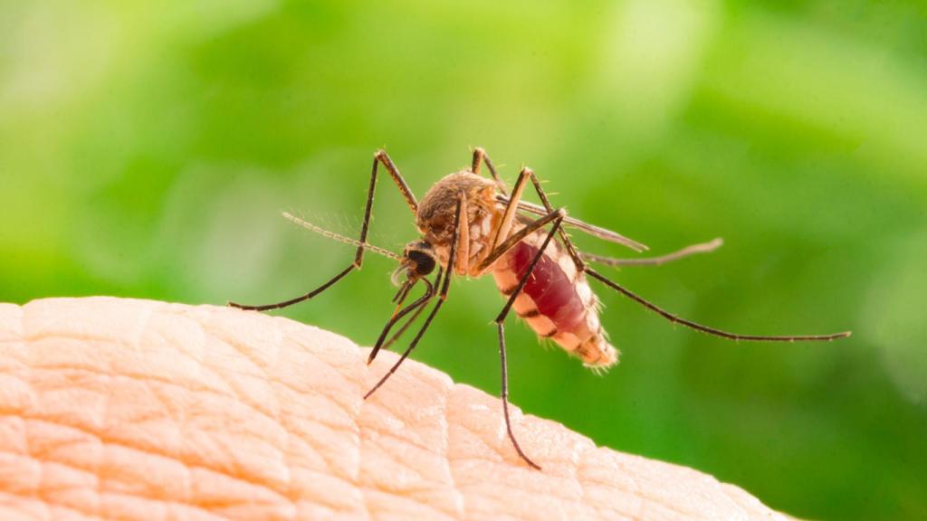 Es una trampa que captura el insecto y lo identifica de manera automática gracias a un sensor óptico.