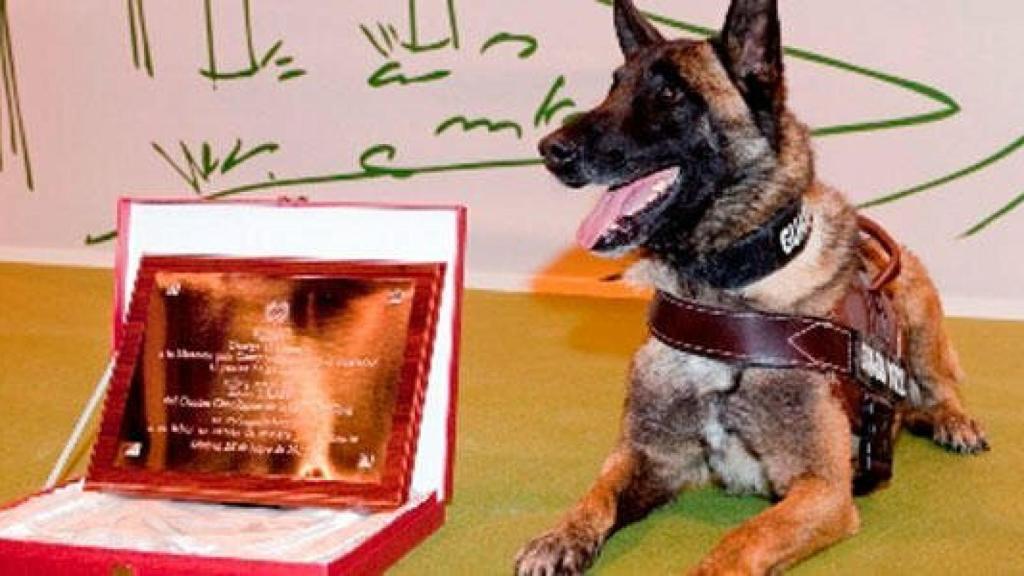 'Elton', perro de la Guardia Civil que rastreó a Diana Quer y Gabriel Cruz, entre otros.
