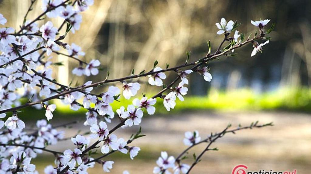 Valladolid-Primavera-Flores-Color-Reportaje-10