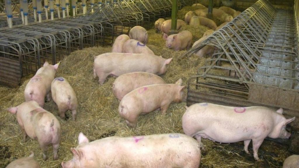 Imagen de una granja de cerdos