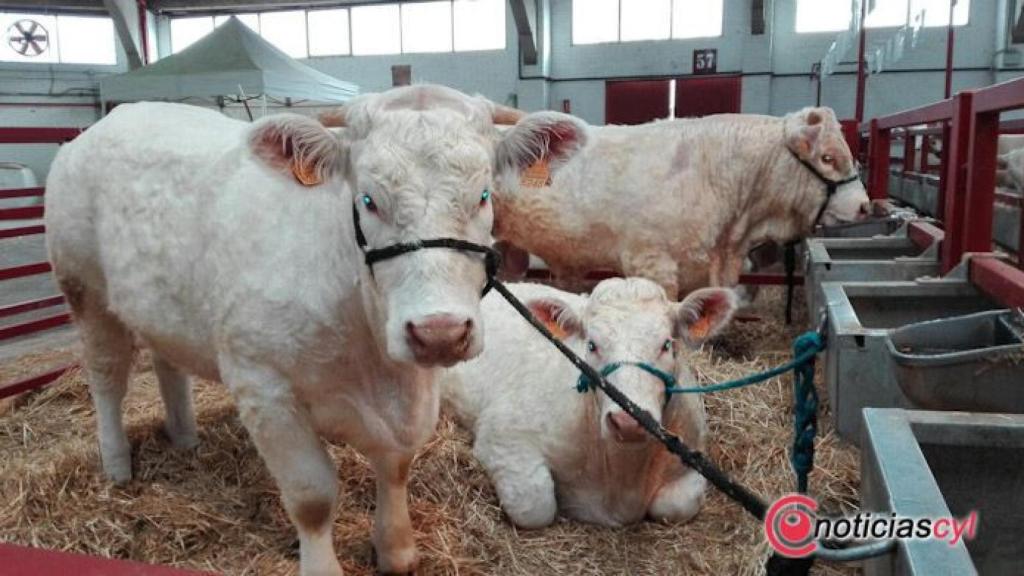 exposicion vacuno dipu salamanca (6)