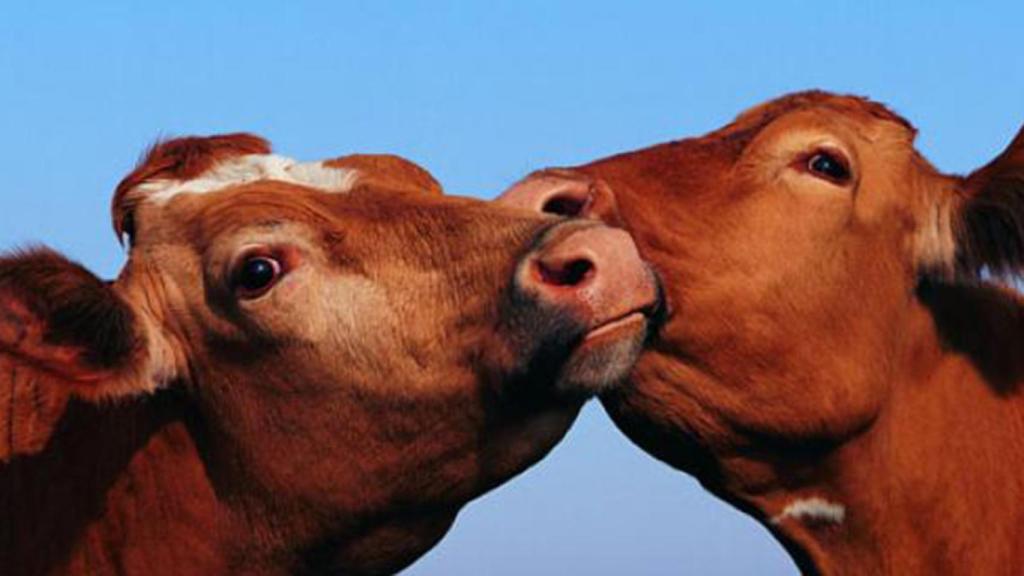 Tudder, el ‘tinder’ para emparejar ganado