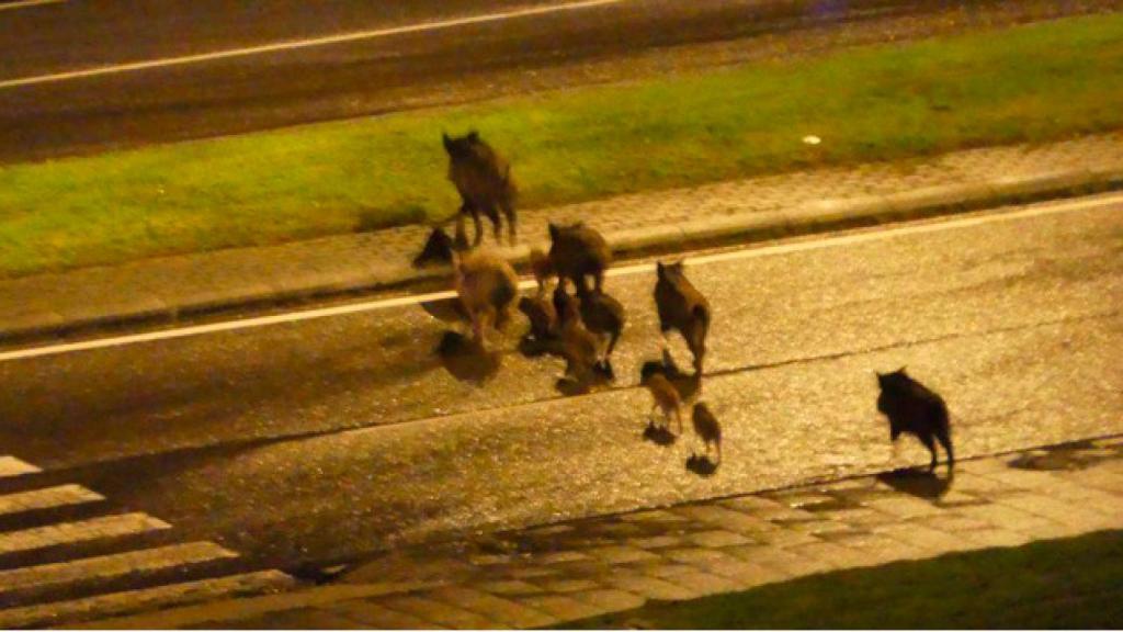 Un grupo de jabalíes en una ciudad.